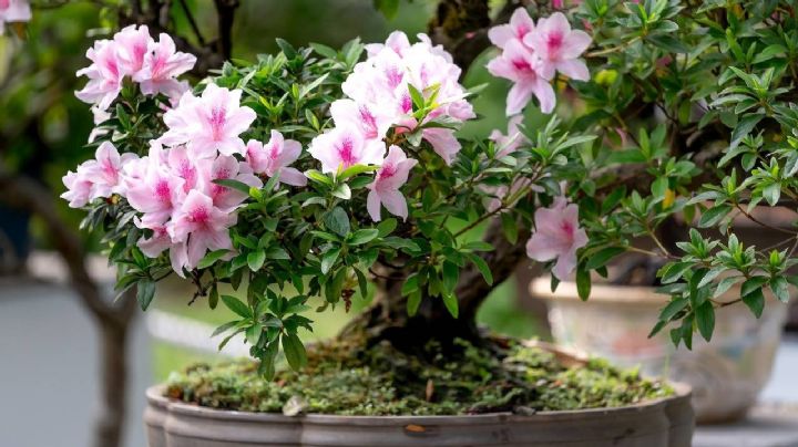 Descubre el secreto de la avena para una floración espectacular en tus plantas