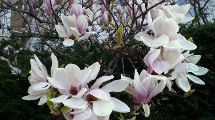 Transforma tu espacio verde en un espectáculo de naturaleza con Magnolias