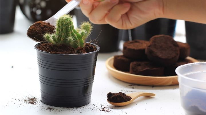 Descubre cómo el café puede transformar tu jardín en un paraíso ecológico con plantas esplendorosas