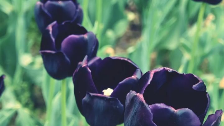 Dale un toque de encanto a la decoración del hogar con plantas y flores de color negro