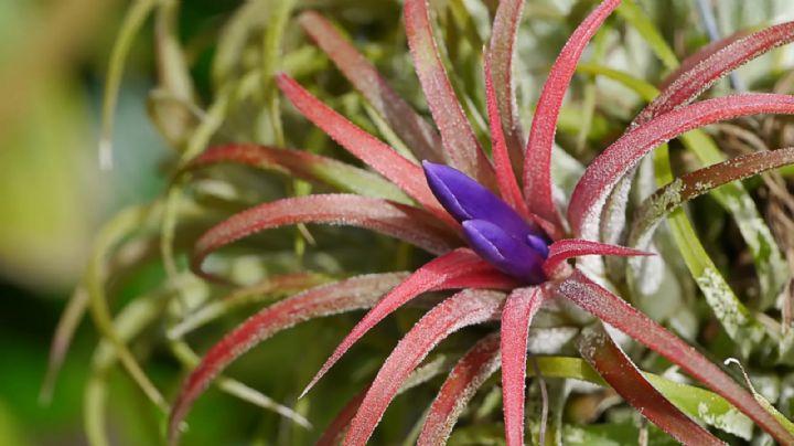 Tillandsias: la suculenta aérea que está revolucionando la decoración de interiores