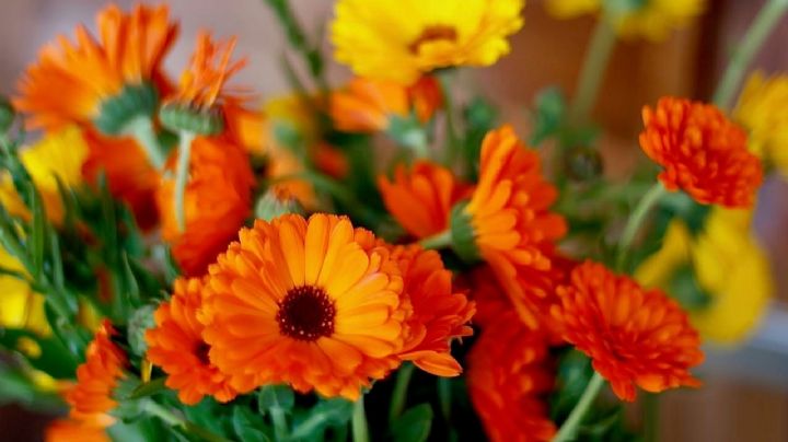 Caléndula y cosmos: las plantas con vistosas flores que se convertirán en estrellas de tu jardín