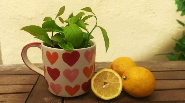 Convierte tu cocina en un oasis de frescura y aroma con un limonero en taza