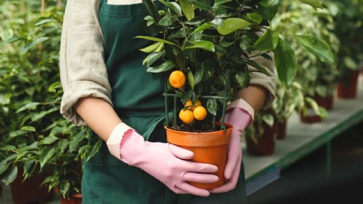 Guarda las semillas de la mandarina: aprende a cultivar tu propio árbol frutal