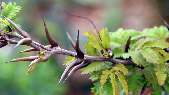 Descubre el fascinante mundo de la Acacia Cornigera, la planta que vive en armonía con las hormigas