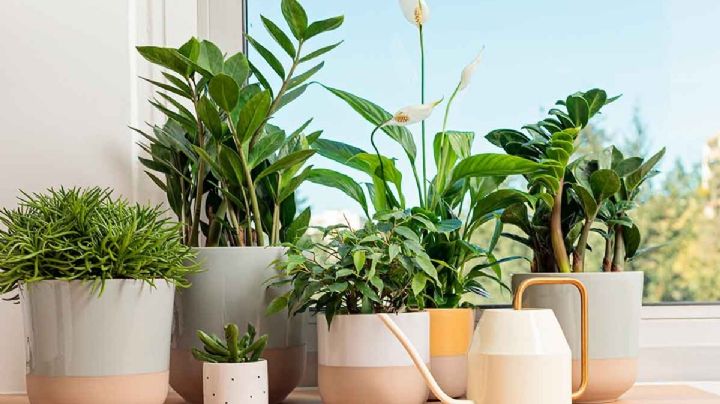 Cinco plantas invencibles para un hogar lleno de vida