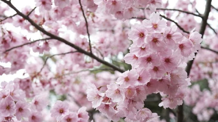 Descubre el esplendor de la planta Sakura Péndulo, la joya botánica de los cerezos