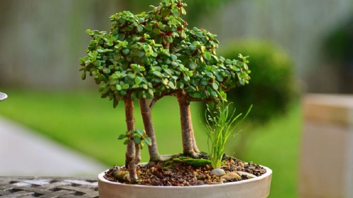 Con un esqueje convierte tu Portulacaria Afra en un espléndido bonsái