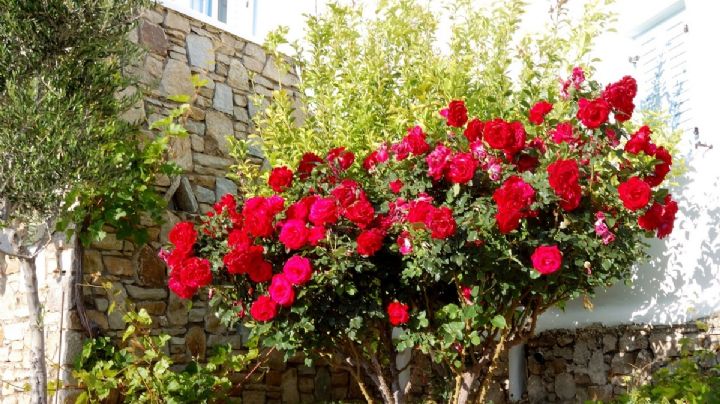 Renová tu jardín en un deslumbrante espectáculo de flores con estos consejos imperdibles