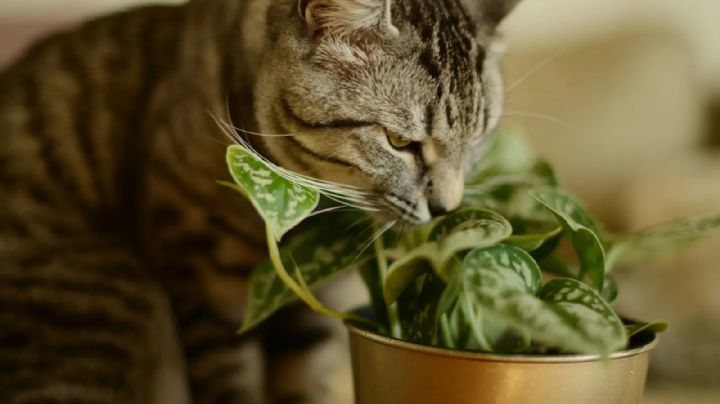 Descubre las plantas que tus gatos amarán