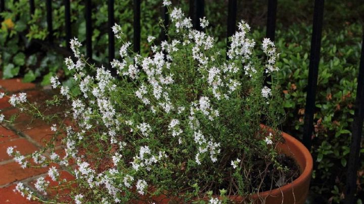 Los secretos del jardín: cómo cultivar una planta de tomillo fuerte y aromático