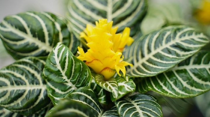 Descubre la Aphelandra squarrosa, una planta exótica que llena tu hogar de color y vida