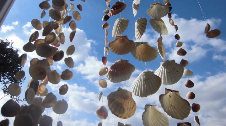 Manualidades: Idea creativa de decoración para transformar tu hogar con conchas marinas y ramas