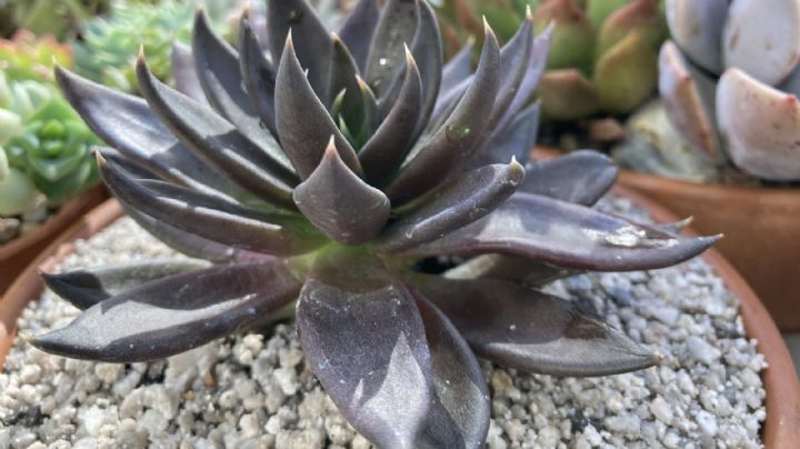 Echeveria Affinis: La suculenta de color sofisticado y elegante que conquistará tu corazón