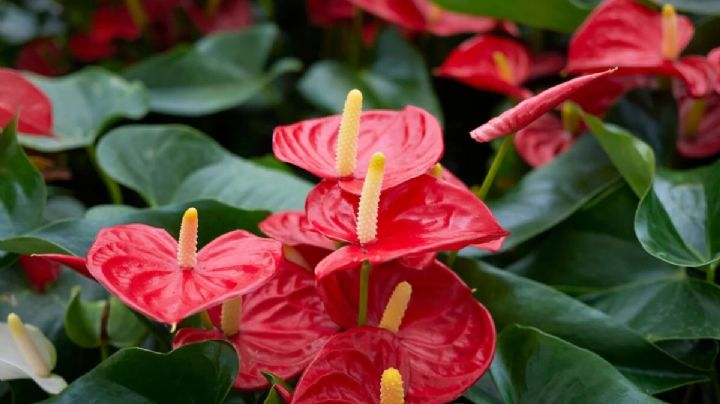 Anturio Rojo: Multiplica la belleza en tu hogar con esta bella planta