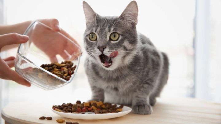 ¿Por qué los gatos piden más comida si su plato está lleno?