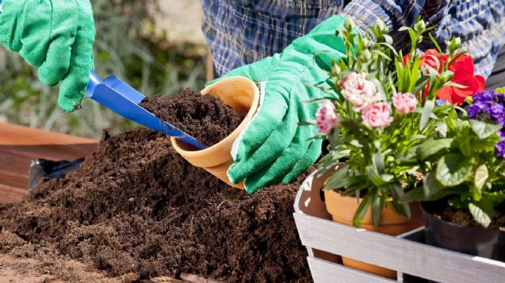 Sustrato gratis en tus plantas: el secreto mejor guardado de los jardineros