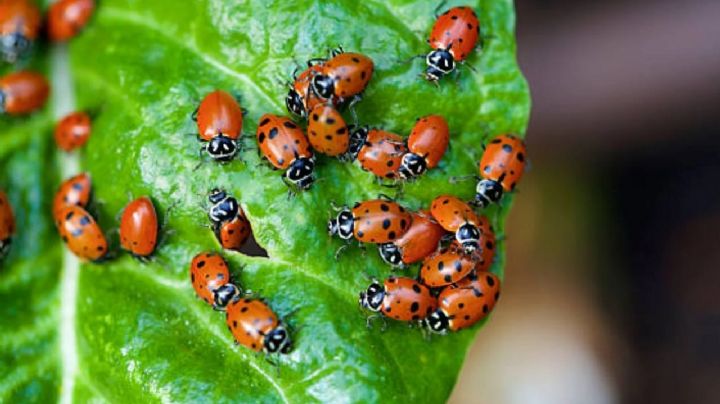 El significado espiritual de las mariquitas: mensajes y simbolismo