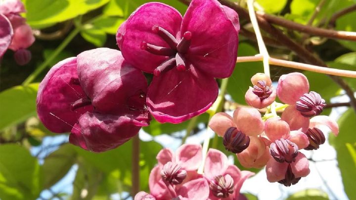 Akebia quinata: La trepadora encantadora con fragancia dulce