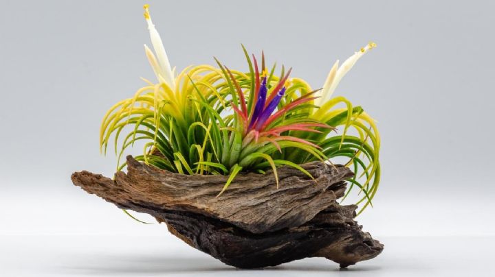 Tillandsias, características y cuidados de una planta de aire