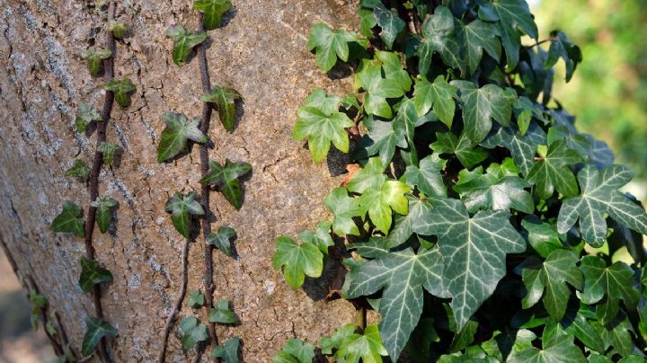 Hedera helix: La planta trepadora que tiñe de verde todo tu hogar