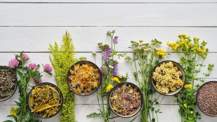 3 plantas medicinales para combatir la gripe de forma natural