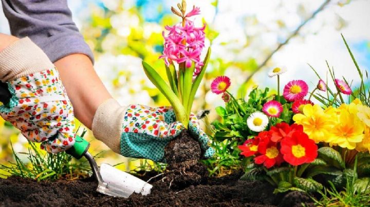 Embellece tu jardín con estas 4 rutinas clave para el cuidado de tus plantas