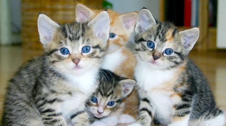 Las 7 razas de gatos más tiernas y amorosas