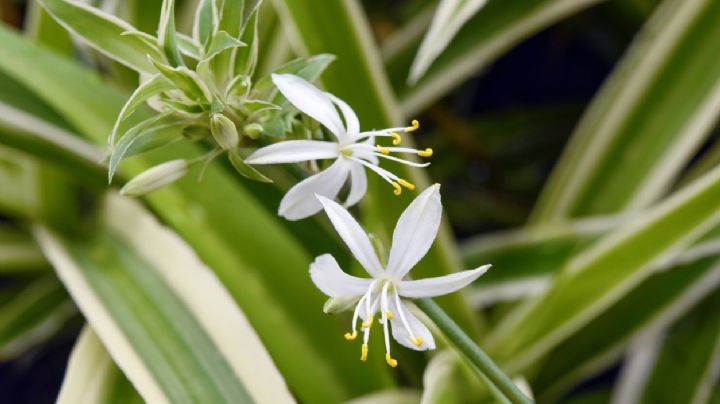 Lazo de amor: secretos para que tu planta de flores deslumbrantes