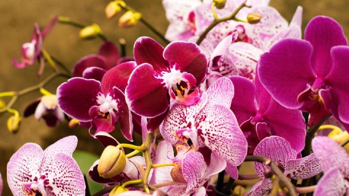 Cómo hacer que las orquídeas florezcan en tu casa