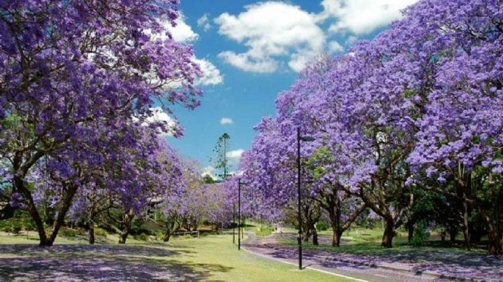 Paulownia tomentosa: características, propiedades y cuidados de este preciado árbol