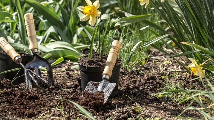 Los secretos del jardín: 5 trucos para disfrutar de un paraíso botánico