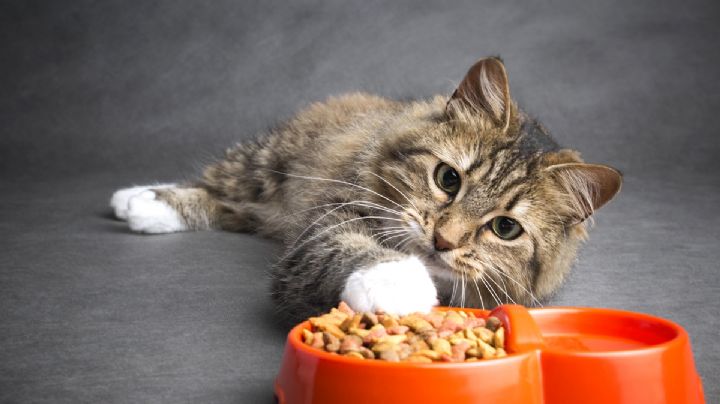 Cómo alimentar a tu gato de manera saludable: 4 razones para incluir comida húmeda en su dieta