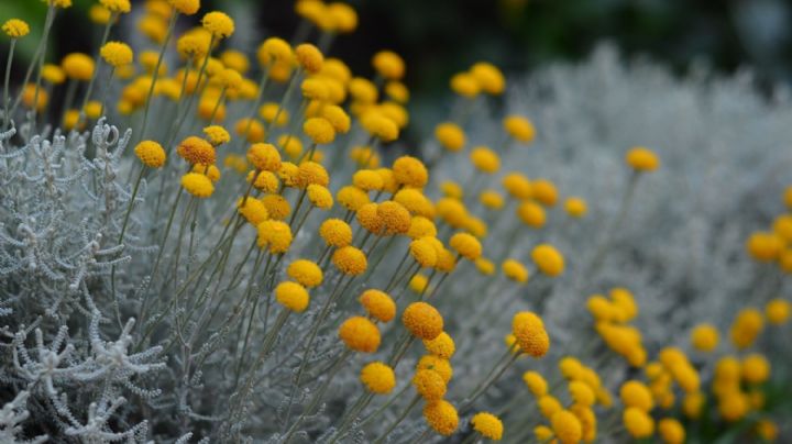 Santolina: el elixir mágico para tu jardín