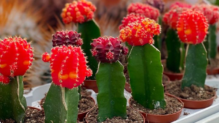 Cactus Injertados: Colores vibrantes y cuidados esenciales