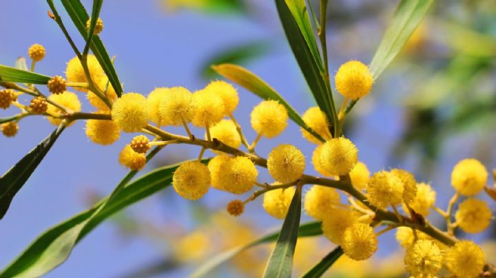 Mimosas: 5 consejos profesionales para cultivar y cuidar el perfumado "árbol de oro" en macetas