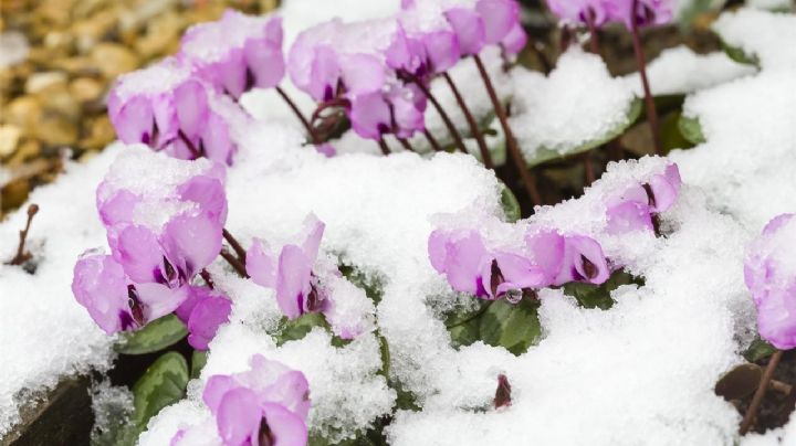 4 plantas que florecen en invierno y llenan de color tu hogar