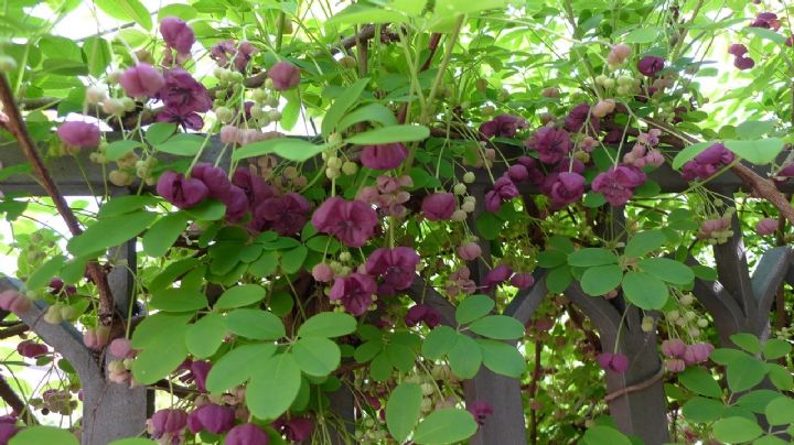 Akebia quinata: La famosa planta enredadera de olor a chocolate