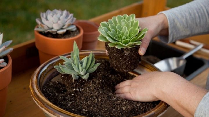 Cactus y suculentas: descubre como elegir la tierra perfecta para que crezcan sanas y fuertes