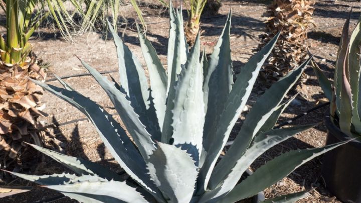 Agave: la maravillosa suculenta con múltiples facetas