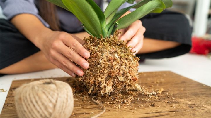 Kokedamas: Arte botánico en bolas de musgo que embellecen la decoración de tu hogar