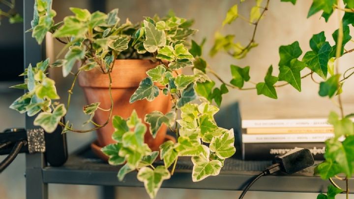 La Hiedra Inglesa: secretos para una decoración esplendorosa en tu hogar
