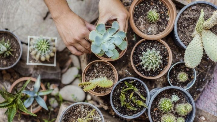 Solución para las suculentas con hojas arrugadas: ¡Recupera la vitalidad de tus plantas!