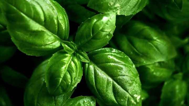 Propiedades medicinales de la albahaca, tu aliada en la cocina