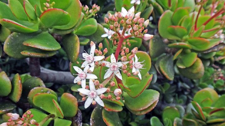 Descubre el secreto de los jardineros para lograr que la planta del dinero estalle en floración