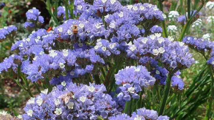 Enamórate del Limonium Sinuatum, la planta que llenará tu jardín de encanto y diminutas flores