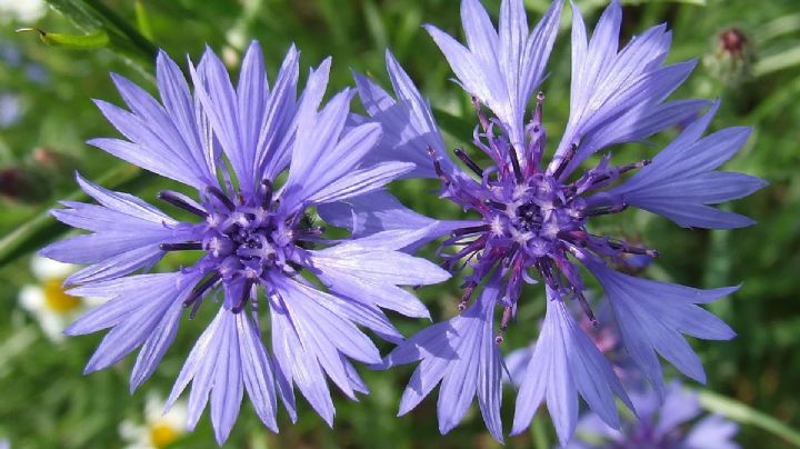 Centaurea cyanus: Una planta portadora de flores radiantes y protagonista de leyendas mágicas