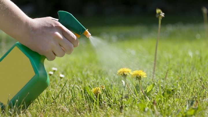 Los secretos del vinagre en el jardín: Descubre su poder oculto