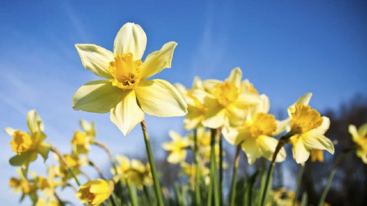 Narcisos: La elegancia invernal que ilumina tu hogar con flores deslumbrantes