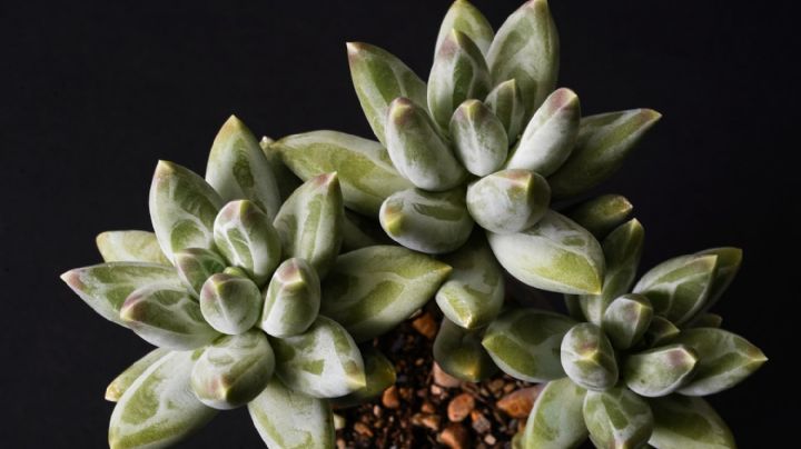 Cuidados de la suculenta Pachyphytum compactum, un verdadero tesoro verde